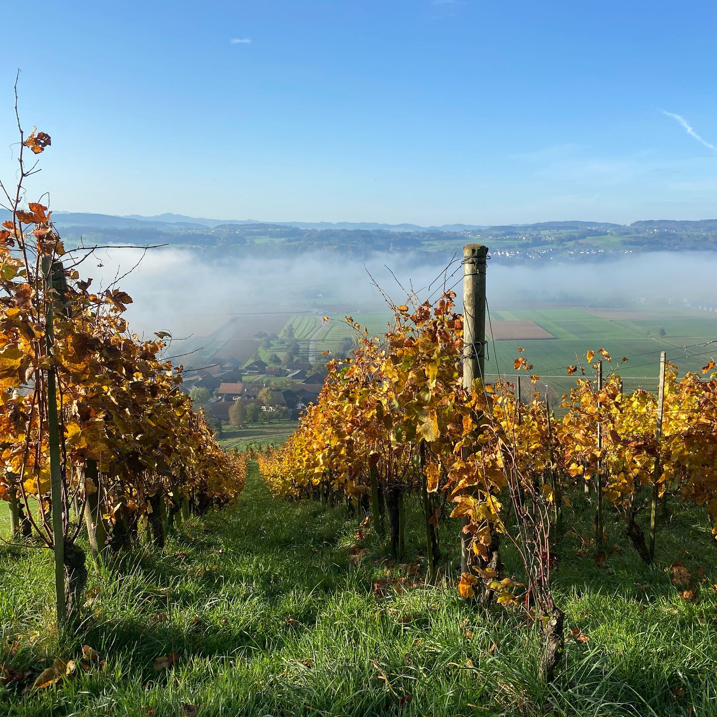 Blick über die Reben am Ottenberg ins Thurtal